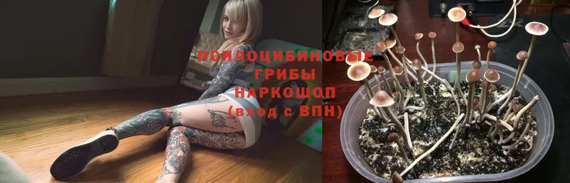 Псилоцибиновые грибы Psilocybe  как найти закладки  блэк спрут зеркало  Кингисепп 